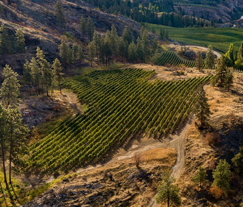 ML_RieslingCropped